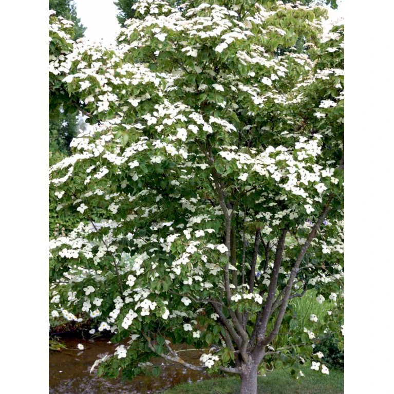 Osmo Koreakornel Cornus Kousa Med Klump,- 125-150 Cm. - Billede 5