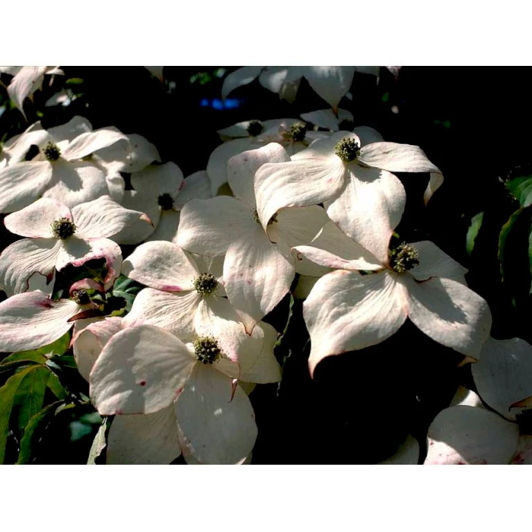 Osmo Koreakornel Cornus Kousa Med Klump,- 125-150 Cm. - Billede 8