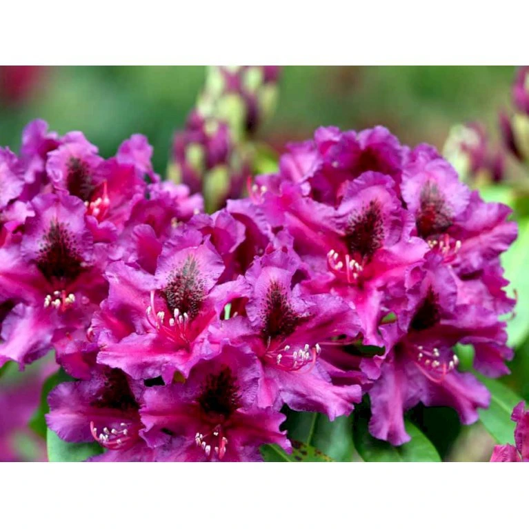 'Azurro' Rhododendron Hybrid 'Azurro' Potte 5,0 Liter,- 30-40 Cm.