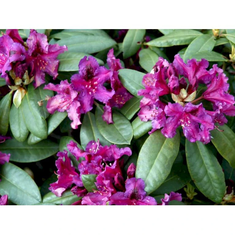 'Azurro' Rhododendron Hybrid 'Azurro' Potte 5,0 Liter,- 30-40 Cm. - Billede 3