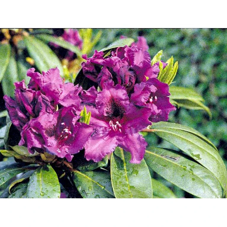 'Azurro' Rhododendron Hybrid 'Azurro' Potte 5,0 Liter,- 30-40 Cm. - Billede 4