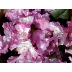 'Blurettia' Rhododendron X Yakushimanum 'Blurettia' Potte 5,0 Liter,- 30-40 Cm.