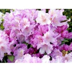 'Caroline Allbrook' Rhododendron X Yakushimanum 'Caroline Allbrook' Potte 5,0 Liter, 30-40 Cm.