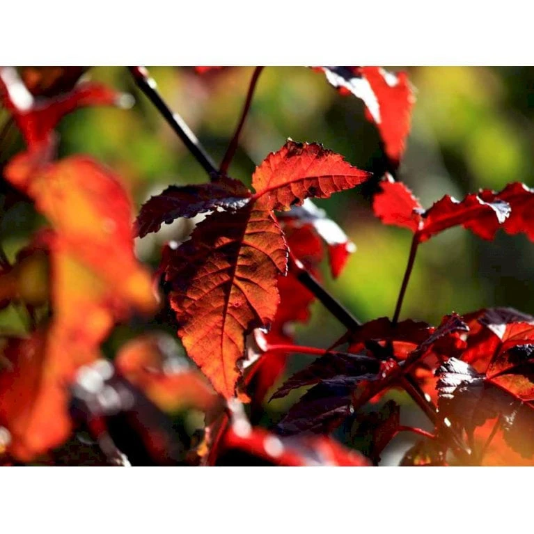 Ildløn Til Hæk Acer Ginnala 5 Liter Potte - Billede 8