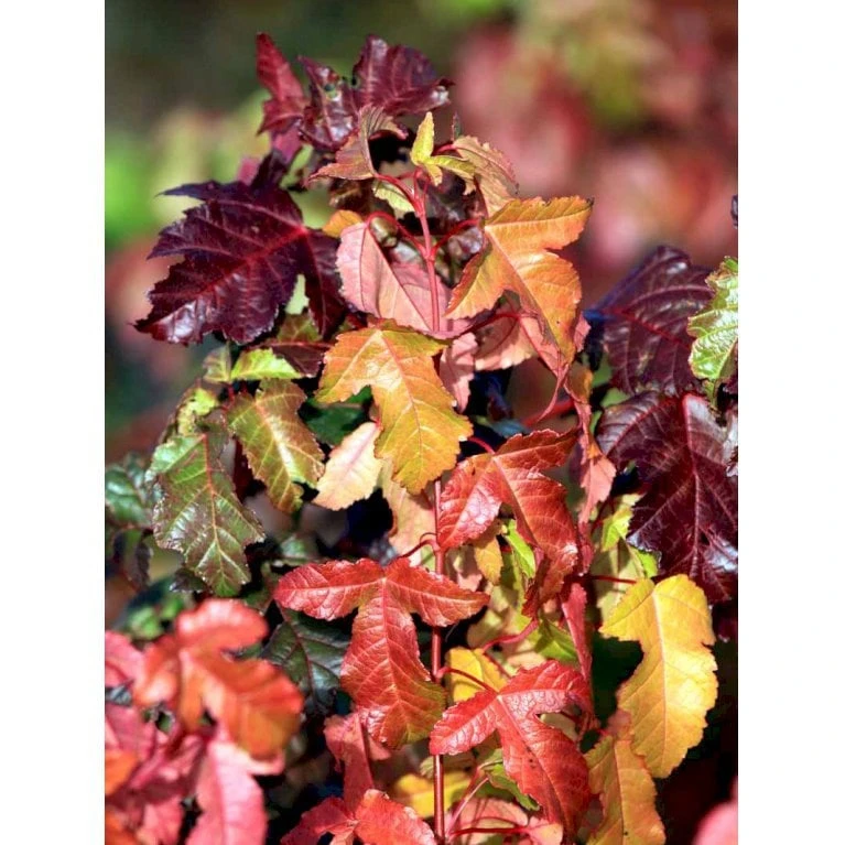 Ildløn Til Hæk Acer Ginnala 5 Liter Potte - Billede 7