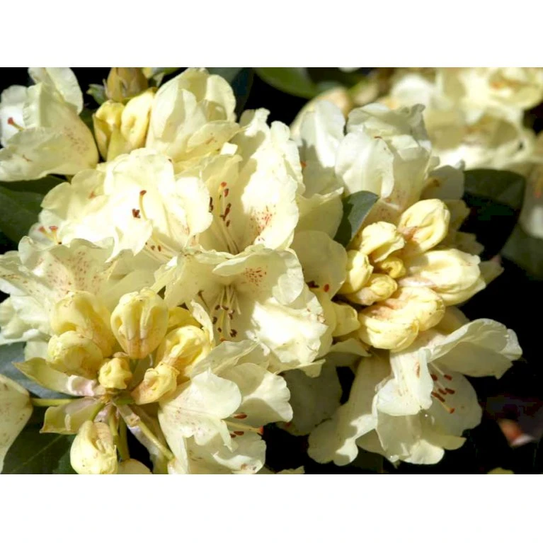 R. Wardii 'Goldkrone' 'Goldkrone' Potte 5,0 Liter,- 30-40 Cm. - Billede 3