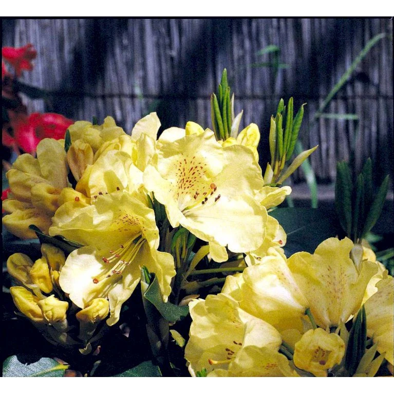 R. Wardii 'Goldkrone' 'Goldkrone' Potte 5,0 Liter,- 30-40 Cm. - Billede 4