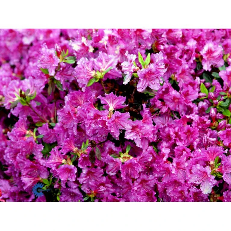 'Königstein' Rhododendron 'Königstein' Potte 2,0 Liter,- 20-25 Cm. - Billede 7