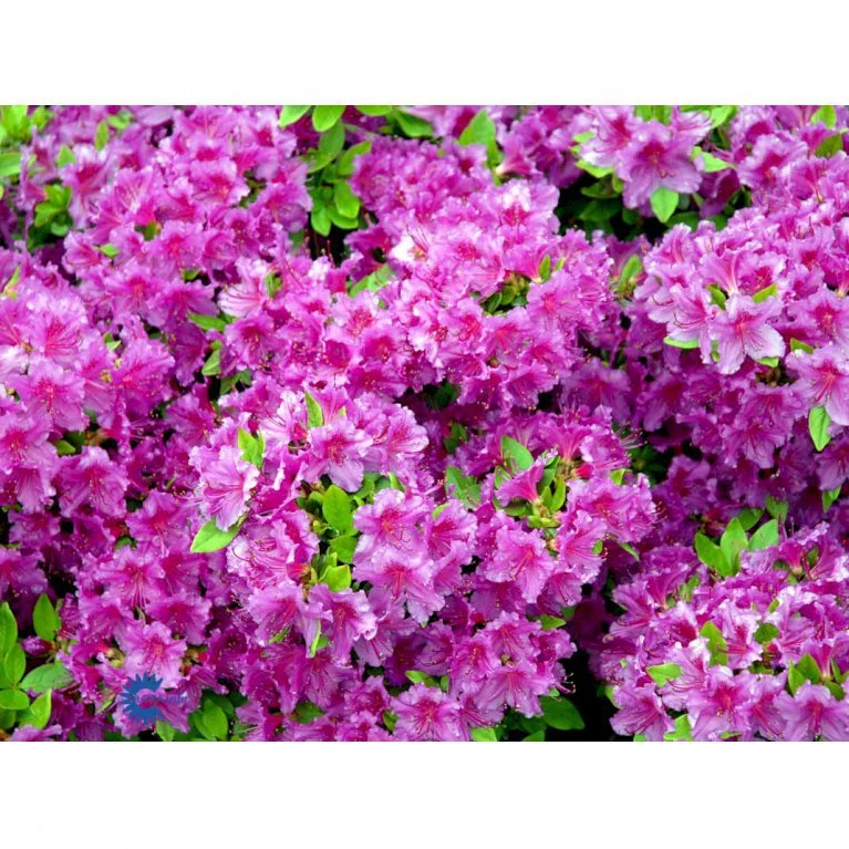 'Königstein' Rhododendron 'Königstein' Potte 2,0 Liter,- 20-25 Cm. - Billede 4