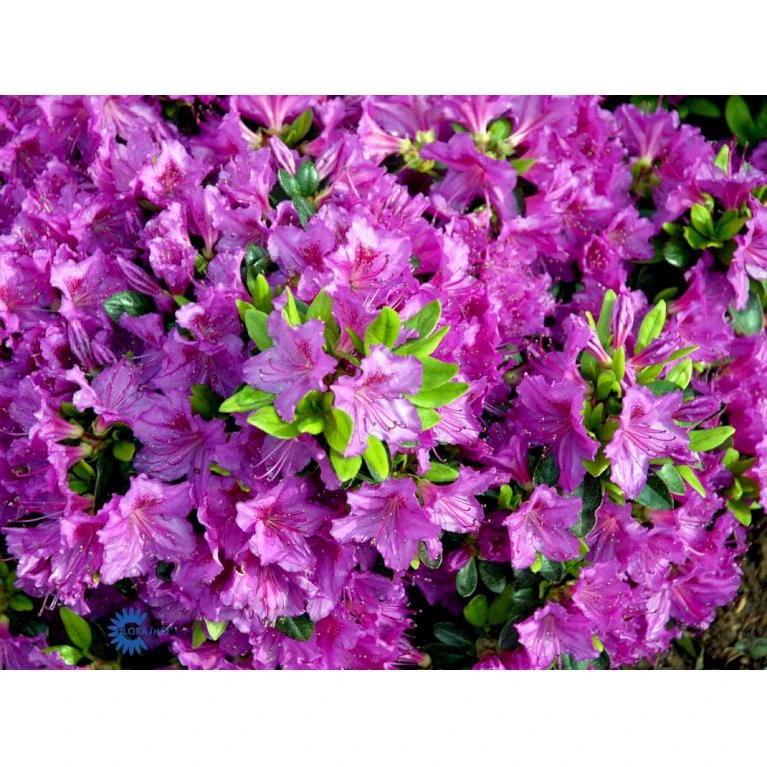 'Königstein' Rhododendron 'Königstein' Potte 2,0 Liter,- 20-25 Cm. - Billede 5