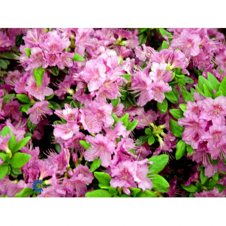 'Königstein' Rhododendron 'Königstein' Potte 2,0 Liter,- 20-25 Cm. - Billede 6