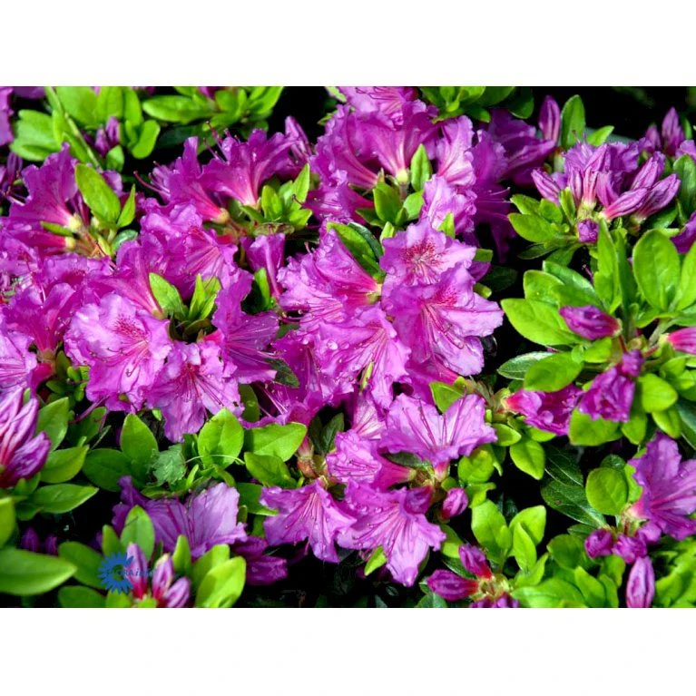 'Königstein' Rhododendron 'Königstein' Potte 2,0 Liter,- 20-25 Cm. - Billede 3