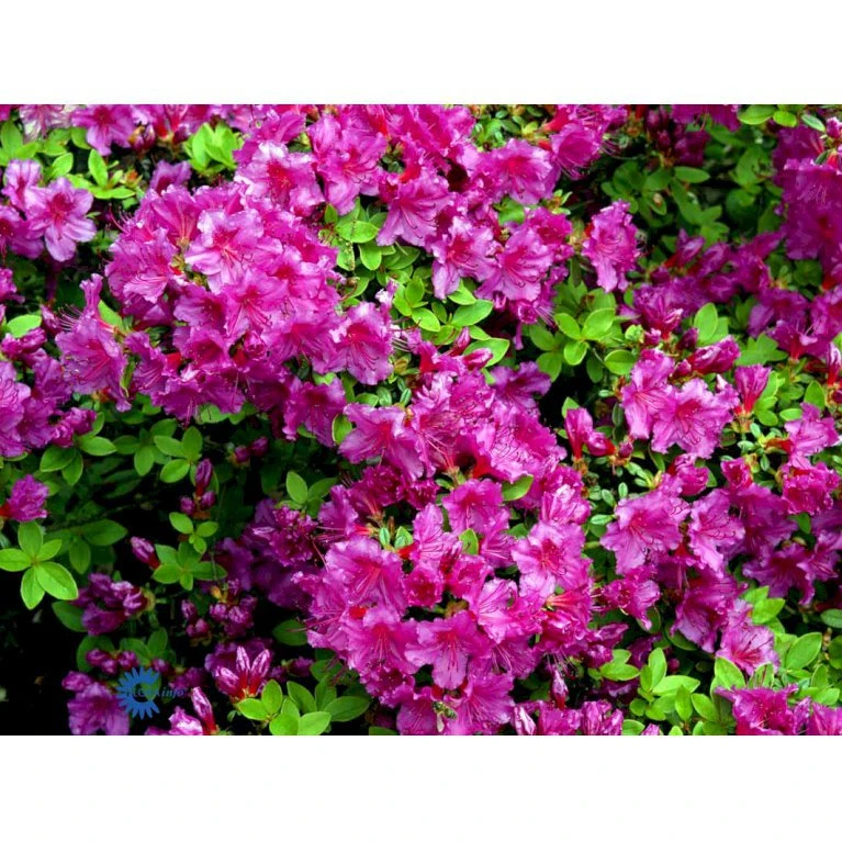 'Königstein' Rhododendron 'Königstein' Potte 2,0 Liter,- 20-25 Cm. - Billede 8