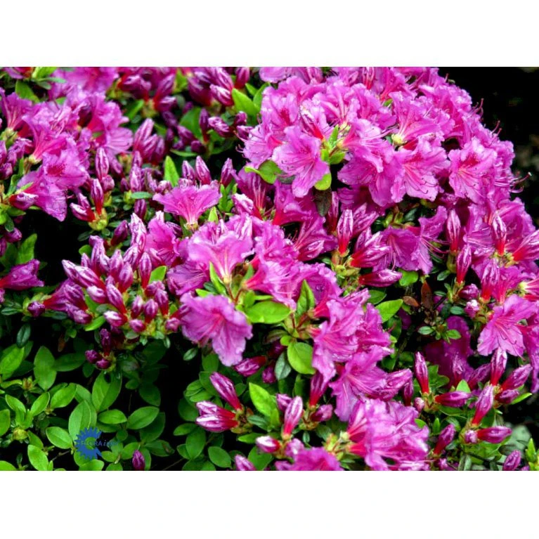 'Königstein' Rhododendron 'Königstein' Potte 2,0 Liter,- 20-25 Cm. - Billede 9