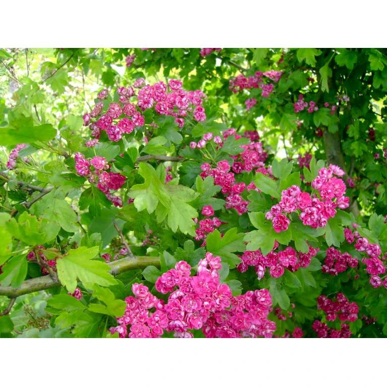 Dobbelt Rødtjørn 'Paul's Scarlet' Crataegus Laevigata 'Paul's Scarlet' Heister 175-200 Cm. Med Potte - Billede 5