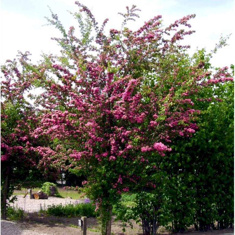 Dobbelt Rødtjørn 'Paul's Scarlet' Crataegus Laevigata 'Paul's Scarlet' Heister 175-200 Cm. Med Potte - Billede 4