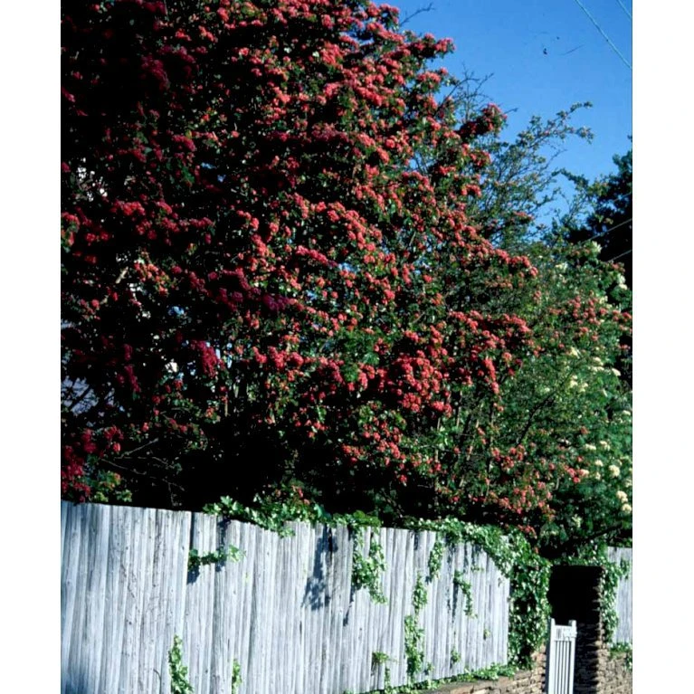 Dobbelt Rødtjørn 'Paul's Scarlet' Crataegus Laevigata 'Paul's Scarlet' Heister 175-200 Cm. Med Potte - Billede 3