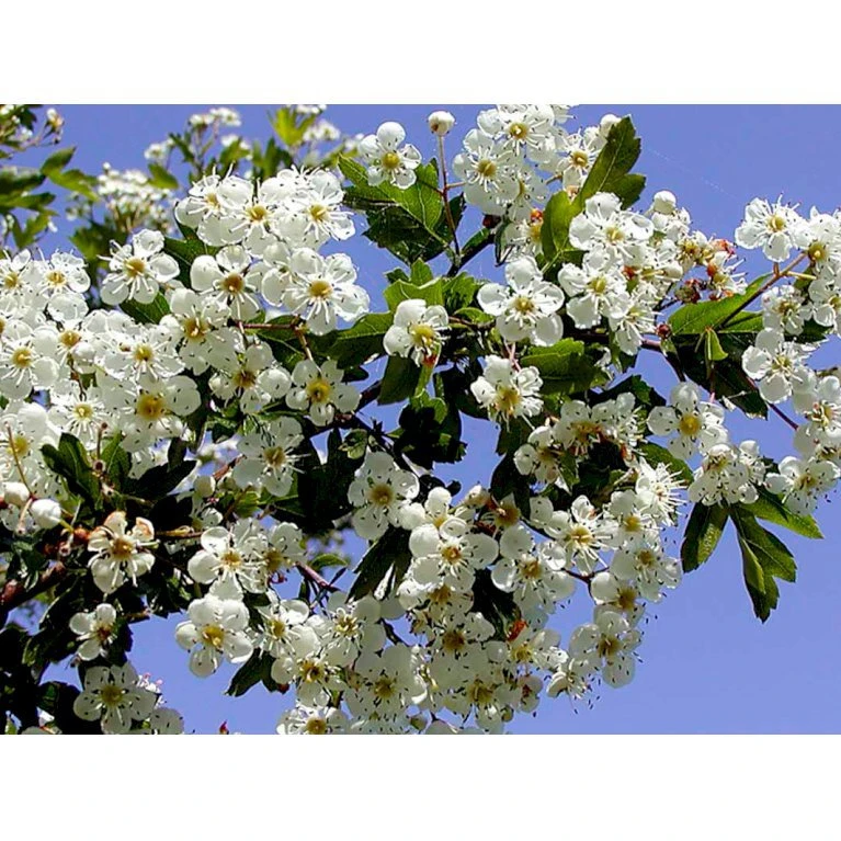 Engriflet Hvidtjørn Crataegus Monogyna Potte 7,5 Liter 175-200 Cm. - Billede 4