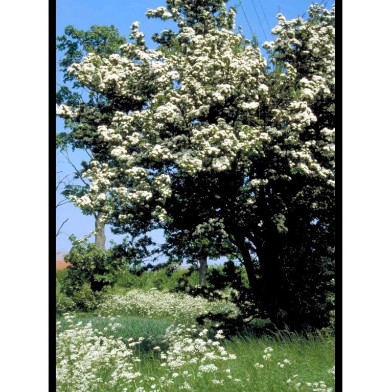 Engriflet Hvidtjørn Crataegus Monogyna Potte 7,5 Liter 175-200 Cm. - Billede 3