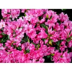 'Melina' Rhododendron Jap. 'Melina' Potte 2,0 Liter,- 20-25 Cm.