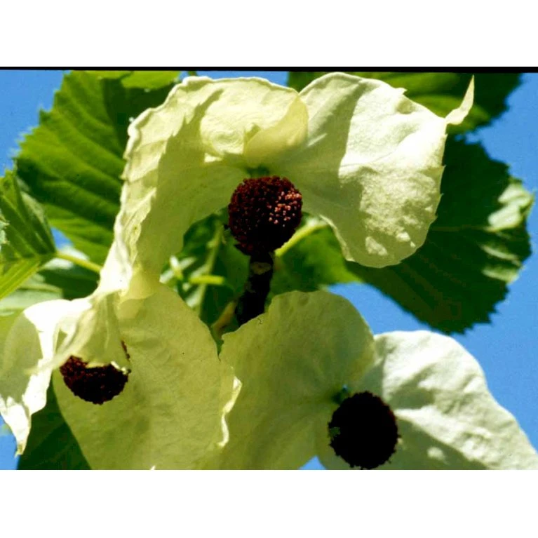 Duetræ Davidia Involucrata Heister 175-200 Cm. Med Potte - Billede 8