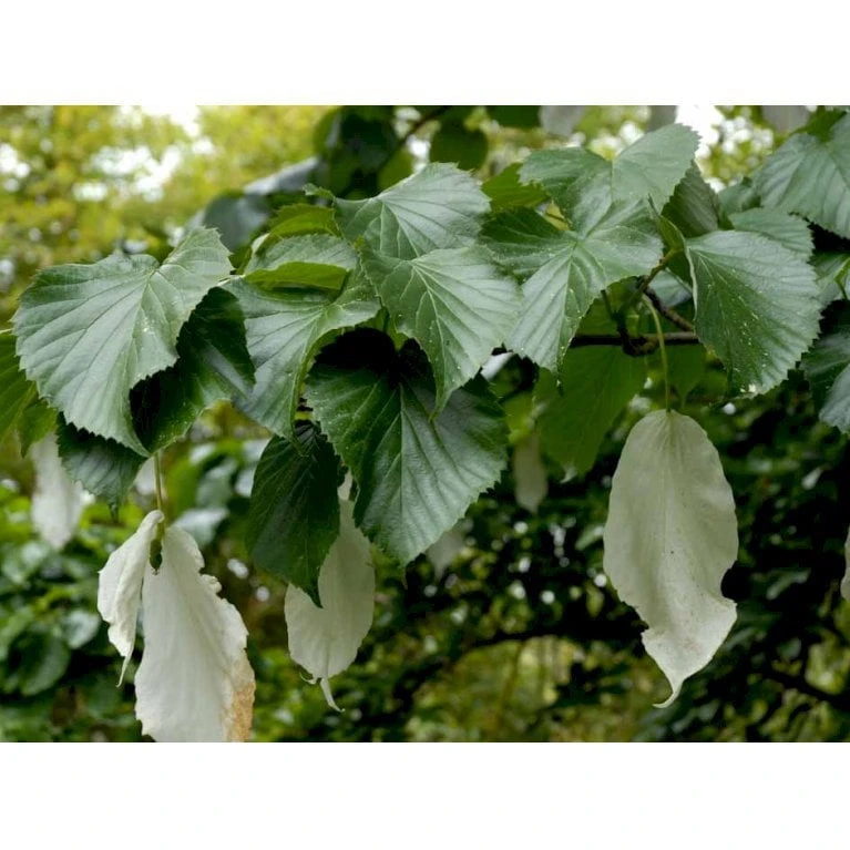Duetræ Davidia Involucrata Heister 175-200 Cm. Med Potte - Billede 5