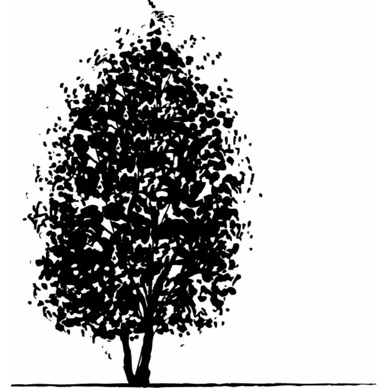 Duetræ Davidia Involucrata Heister 175-200 Cm. Med Potte - Billede 3