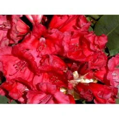 'Red Jack' Rhododendron Hybrid 'Red Jack' Potte 5,0 Liter,- 30-40 Cm.