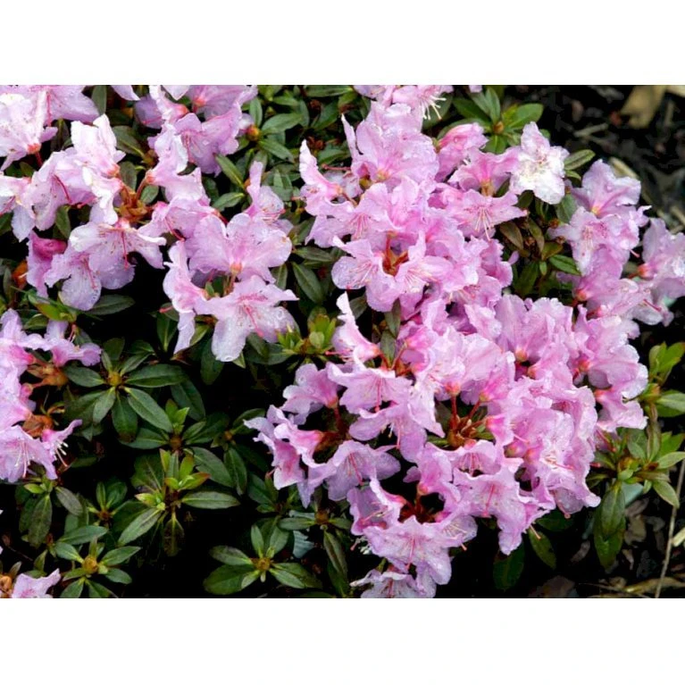 'Robert Seleger' Rhododendron Hybrid 'Robert Seleger' Potte 2,0 Liter,- 20-25 Cm. - Billede 4