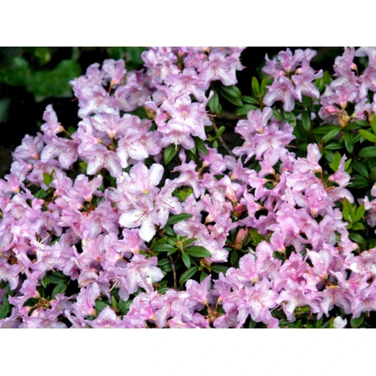 'Robert Seleger' Rhododendron Hybrid 'Robert Seleger' Potte 2,0 Liter,- 20-25 Cm. - Billede 5