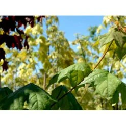 Almindelig Spidsløn Acer Platanoides Barrods,- 1 års (1/0) 30-50 Cm.