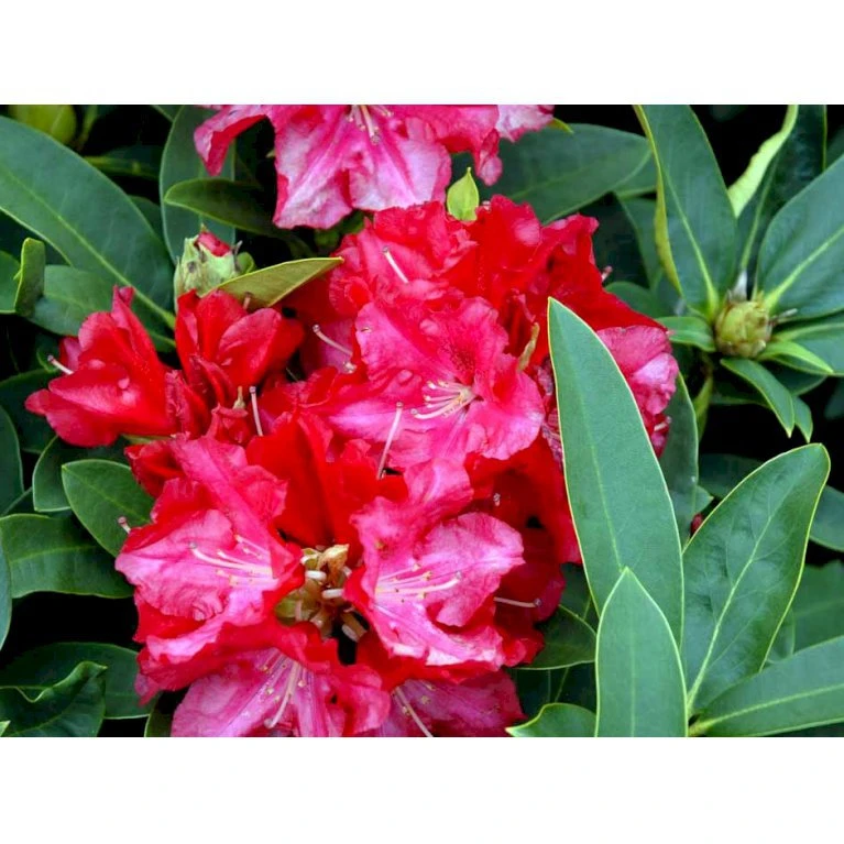 'Wilgen's Ruby' Rhododendron Hybrid 'Wilgen's Ruby' Potte 5,0 Liter,- 30-40 Cm. - Billede 4