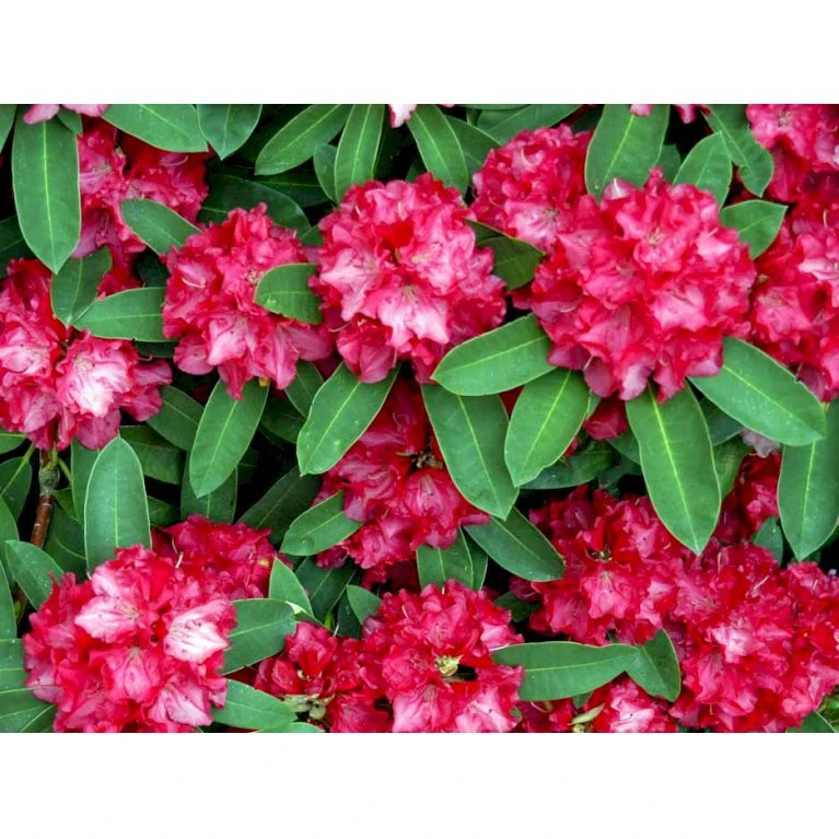 'Wilgen's Ruby' Rhododendron Hybrid 'Wilgen's Ruby' Potte 5,0 Liter,- 30-40 Cm. - Billede 5
