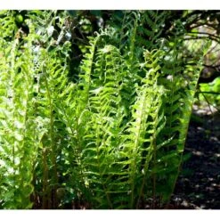 Alm. Mangeløv Dryopteris Filix-mas 1 Liter Potte