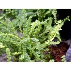 Kruset Mangeløv' Dryopteris Affinis 'Crispa Congesta' 1 Liter Potte