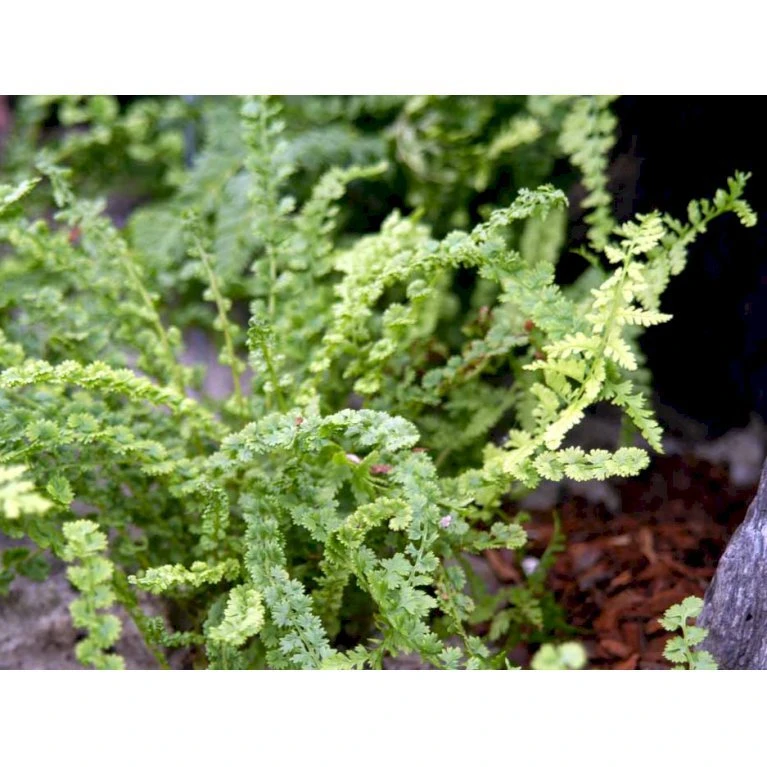 Kruset Mangeløv' Dryopteris Affinis 'Crispa Congesta' 1 Liter Potte