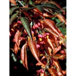 Almindelig Benved Euonymus Europaeus Barrods,- 3 års (2/1) 30-80 Cm.