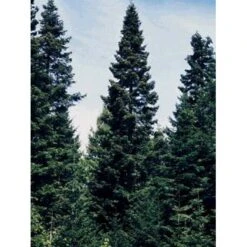 Kæmpegran Abies Grandis Barrods,- 2 års (1/1) 20-40 Cm.