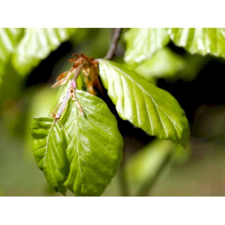 Almindelig Bøg / Bøgehæk Fagus Sylvatica Med Klump,- 150-175 Cm. - Billede 9