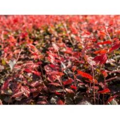 Rødbøg Til Hæk Fagus Sylvatica Purpurea Barrods,- 3 års (3/0) 80-120 Cm.