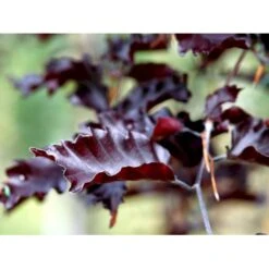 Hængende Blodbøg 'Rohan Weeping' Fagus Sylvatica 'Rohan Weeping' Opstammet 90 Cm. 7,5 Liter Potte