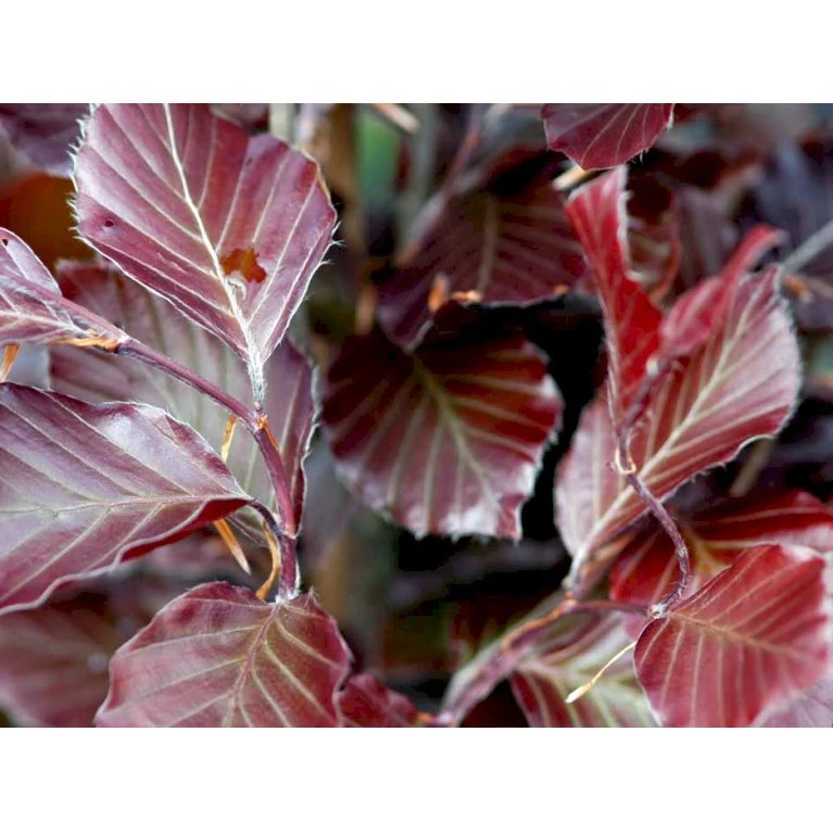 Blodbøg 'Riversii' Fagus Sylvatica 'Riversii' Heister 175-200 Cm. Med Potte - Billede 3