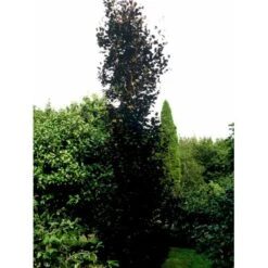 Søjleblodbøg 'Dawyck Purple' Fagus Sylvatica 'Dawyck Purple' Heister 175-200 Cm. Med Klump