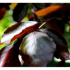 Fagus Sylvatica Purpurea Rødbøg Barrods,- 3 års (1/2) 30-50 Cm.