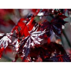 Rødbladet Spidsløn Acer Platanoides 'Crimson Sentry' Opstammet 120 Cm. Med Potte