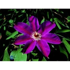 'Etoile De Malicorne' Clematis 'Etoile De Malicorne' Opbundet 60 Cm. 2 Liter Potte