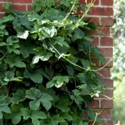 Almindelig Humle Humulus Lupulus Potte 2,0 Liter,- Opbundet