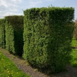 Storbladet Liguster Ligustrum Ovalifolium Med Klump,- 200-225 Cm.