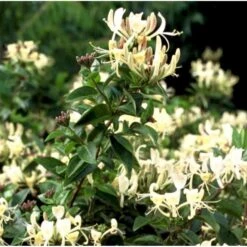 Kaprifolie Lonicera Caprifolium Potte 5,0 Liter,- Opbundet 80-100 Cm.