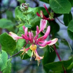 Kaprifolie 'Goldflame' Lonicera X Heckrottii 'Goldflame' Potte 5,0 Liter,- Opbundet 100-150 Cm.